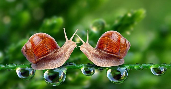 Twee slakken