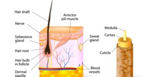 Arganolie voor het haar.