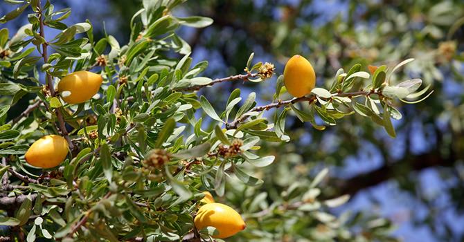 De Voedingsstoffen in Arganolie die Essentieel Zijn