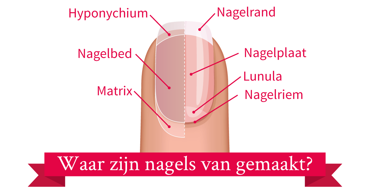 Opbouw nagels vingernagel