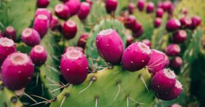 cactus paars