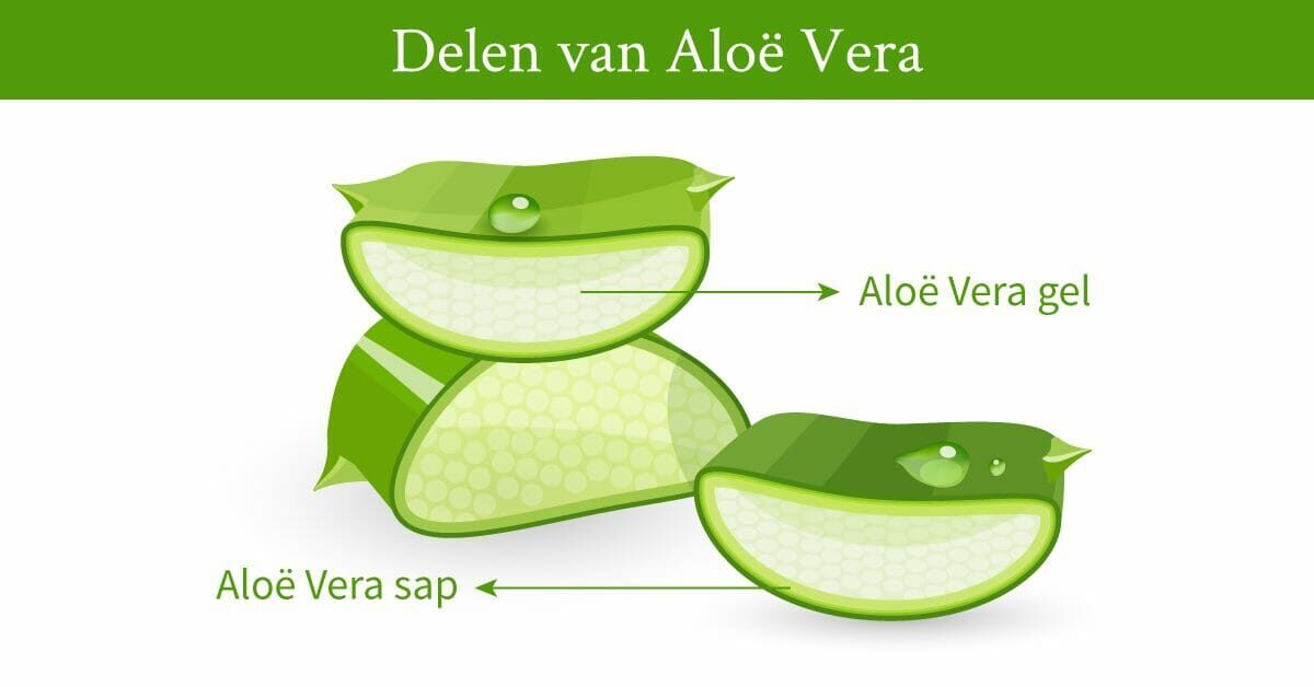 tekening delen aloe vera plant